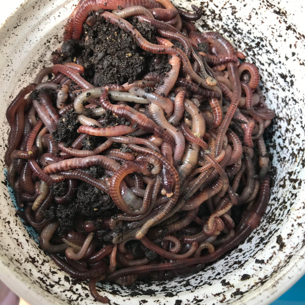 Worms